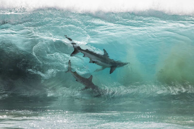 shark in a wave